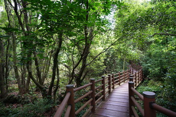a wonderful walkway in spring forest