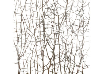 Dry branches of blackthorn with long needles and without leaves isolated on white background.