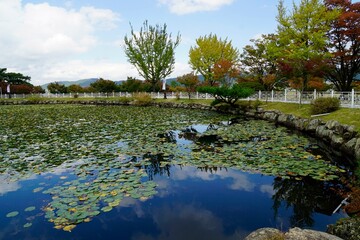 Obraz na płótnie Canvas 한국 경주의 가을 풍경(Lotus Leaves Reflected in the Water. South Kotea)