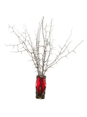 Dry twigs of blackthorn with long needles and without leaves in a red glass vase isolated on a white background
