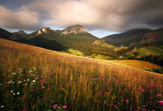 Summer meadow with wild flowers in Slovakia mountain, Terchova