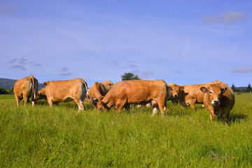 Deux vaches Aubrac curieuses dans le troupeau, département du Puy-de-Dôme en région Auvergne-Rhône-Alpes, France