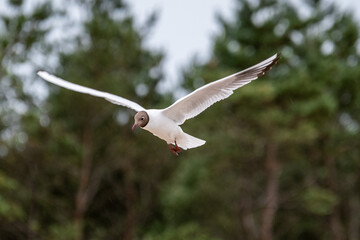 Mewy Seagul © Marcin