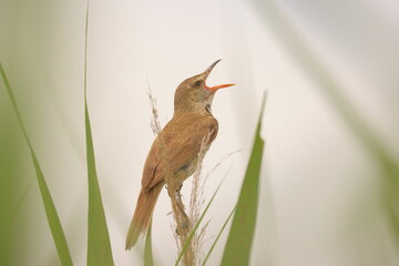曇天に叫ぶオオヨシキリ