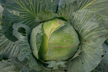 a natural cabbage head in the center of the leaves with traces of pests