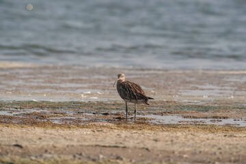 Eurasian Curlew (Numenius arquata) feeding by the sea