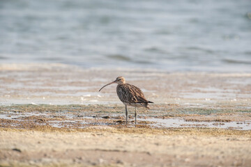 Eurasian Curlew (Numenius arquata) feeding by the sea