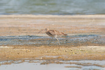 Eurasian Curlew (Numenius arquata) feeding by the sea