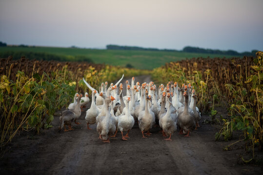 Photo of a flock of geese on a country road.