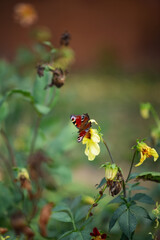 Photo of a beautiful butterfly on a flower