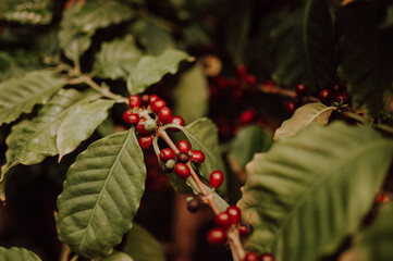 Coffee. Coffee berries on the tree. Author's processing. The grain in the photo.