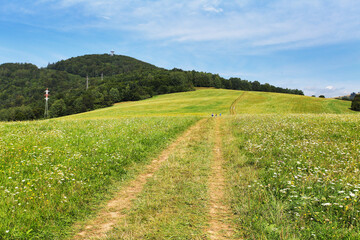 Fototapeta na wymiar Wild flowers with path in mountain