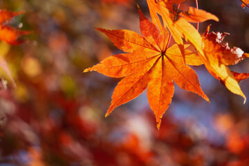  Close-up of maple leaves in autumn. 秋のもみじの葉のクローズアップ