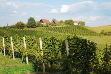 Fototapeta na wymiar Weinbau in der südlichen Steiermark