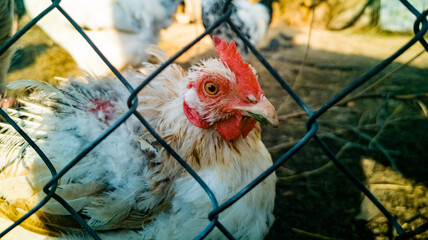 sick white hen behind the mesh fence. close-up of a live plucked cock in a cage