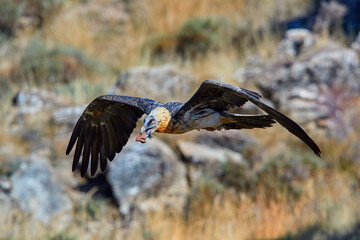 Bearded vulture, Gypaetus barbatus or Lammergeier in full orange color plumage flying from edge of the rock with bone in beak. Close up, side view. Wild bird, Spanish Pyrenees, Spain