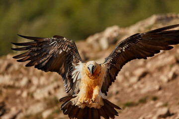 Bearded vulture, Gypaetus barbatus or Lammergeier in full   wingspan. Close up,  front view. Wild bird, snowing, autumn in Spanish Pyrenees, Spain.