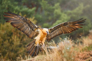 Bearded vulture, Gypaetus barbatus or Lammergeier in full   wingspan. Close up,  front view. Wild bird, snowing, autumn in Spanish Pyrenees, Spain.