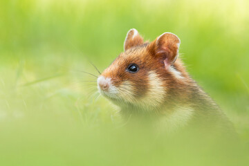 European hamster (Cricetus cricetus), with a beautiful green coloured background. An amazing endangered mammal with brown hair sitting in the grass in the cemetery. Wildlife scene from nature, Austria