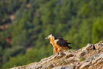Rare bird of prey, Bearded vulture, Gypaetus barbatus or Lammergeier in full orange color plumage sitting on edge of the rock. Close up, side view. Wild bird, Spanish Pyrenees, Spain