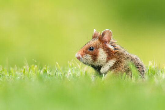European hamster (Cricetus cricetus), with a beautiful green coloured background. An amazing endangered mammal with brown hair sitting in the grass in the cemetery. Wildlife scene from nature, Austria