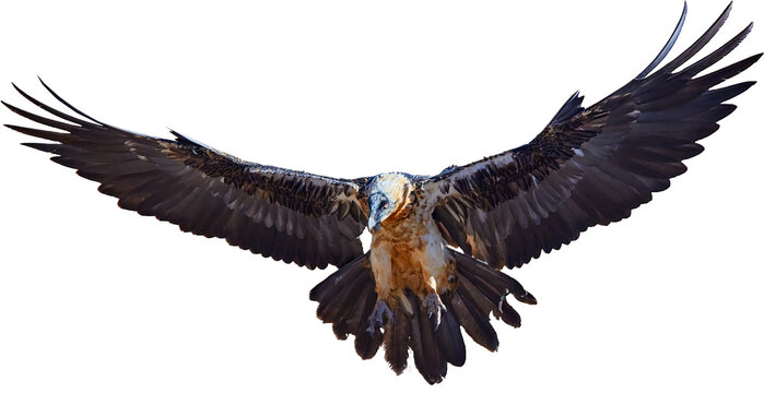 Isolated on white background, Bearded vulture, Gypaetus barbatus or Lammergeier in full   wingspan, ladning. Close up,  front view. Wild bird, snowing, autumn in Spanish Pyrenees, Spain.