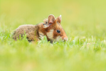 European hamster (Cricetus cricetus), with a beautiful green coloured background. An amazing endangered mammal with brown hair sitting in the grass in the cemetery. Wildlife scene from nature, Austria