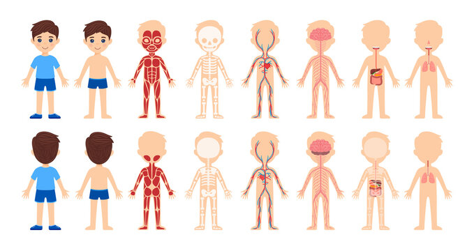Set of isolated cartoon boys and human body system.Front and back views. Body anatomy,education for children.Skeleton,muscles, circulatory,nervous,digestive, respiratory systems.Cartoon style. Vector.