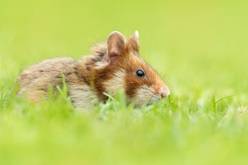 European hamster (Cricetus cricetus), with a beautiful green coloured background. An amazing endangered mammal with brown hair sitting in the grass in the cemetery. Wildlife scene from nature, Austria