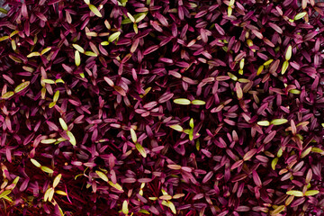 Natural texture: macro shot of healthy fresh micro green beet sprouts