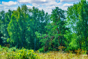 Fototapeta premium A grove of small trees. Artificially planted coniferous trees. Reforestation program.