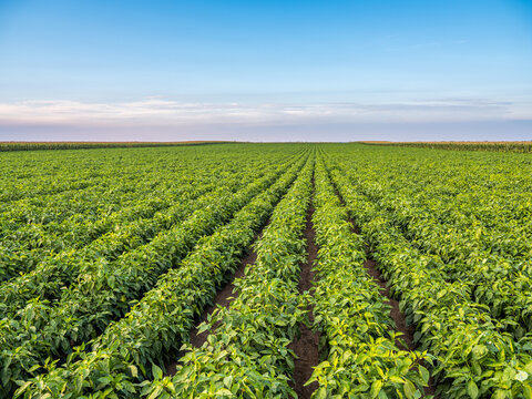 Green Pepper Plants At Agricultural Field