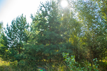 A grove of small trees. Artificially planted coniferous trees. Reforestation program.