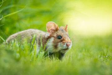 European hamster (Cricetus cricetus), with a beautiful green coloured background. An amazing endangered mammal with brown hair sitting in the grass in the cemetery. Wildlife scene from nature, Austria