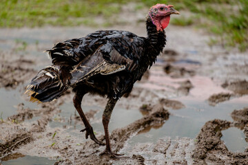 pavos domesticos, La Taña, Franja Transversal del Norte , departamento de  Quiché,  Guatemala
