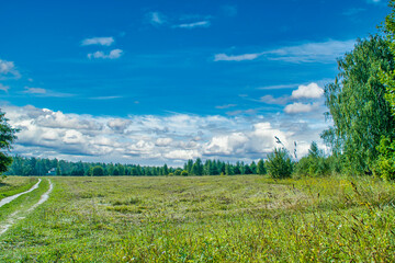 Summer field with low grass and rut from passing cars. Road in a field under a blue sky.