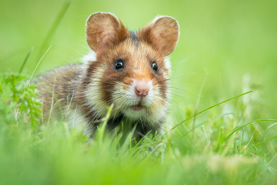 European hamster (Cricetus cricetus), with a beautiful green coloured background. An amazing endangered mammal with brown hair sitting in the grass in the cemetery. Wildlife scene from nature, Austria