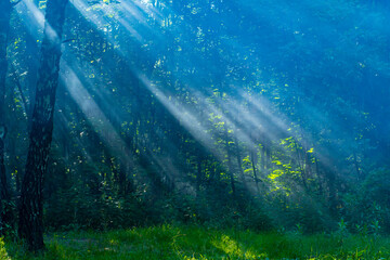 Rays of light making their way through the foliage of trees in the park. Summer background with forest vegetation and wonderful light.