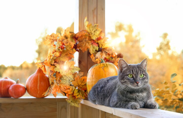 Сat and ripe pumpkins in autumn garden, sunny natural background.  symbol of autumn season, Halloween, Thanksgiving holiday. fall time concept. Portrait of beautiful cat with orange pumpkins