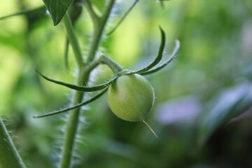 Green tomato growing on the vine
