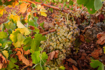 Grape vine ripe fruits