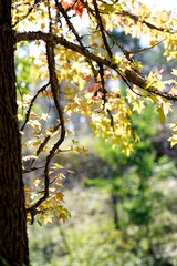 단풍나무가 있는 풍경(a landscape with maple trees)