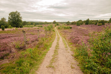 Fototapeta na wymiar Dirt road through the heather. Heathland in Germany. Vacation in the country in Germany or Holland 