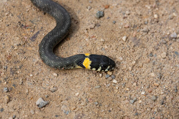 grass snake on a sandy country road in the forest. Natrix natrix macro