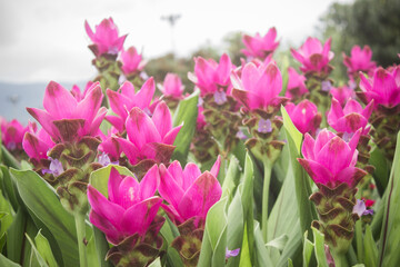 Pink flowers in a garden.