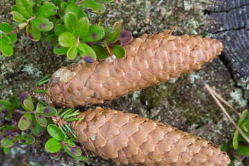 Two fir cones lie on the moss.