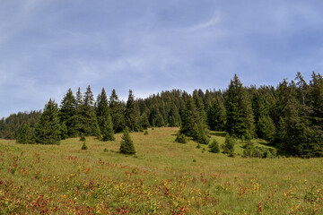 Swiss countryside. Pine forest in the mountains in summer. Swiss Alps.
