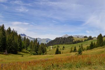 Swiss countryside. Pine forest in the mountains in summer. Swiss Alps.