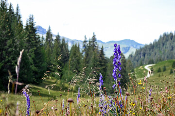 Lupin flower in the swiss countryside. Summer in the mountains, violet wildflowers, and forest in the background. Swiss Alps.