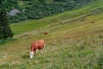 Brown cows grazing in the Swiss countryside. Swiss culture and traditions. Swiss Alps.